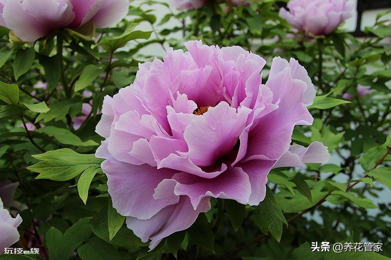 庭院十大吉祥之树图片(庭院种植十种吉祥树富贵自来)-图片5